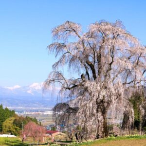Weeping cherry tree in blossom beside Fujiiso ryokan with distant snow-capped mountains in Nagano Chūbu