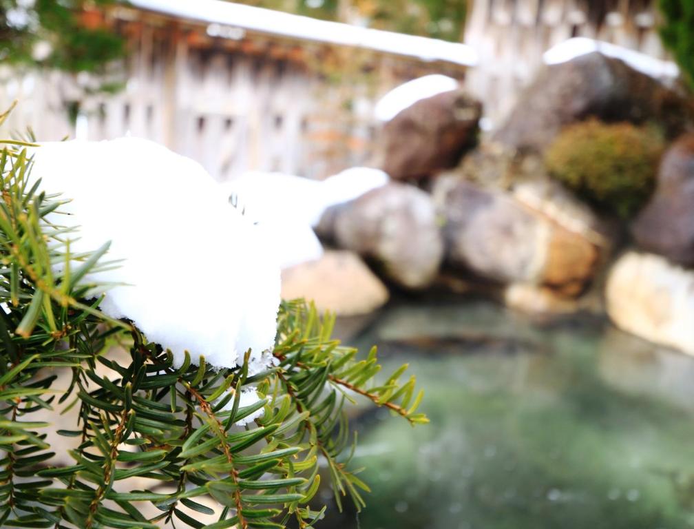 Snowy pine beside onsen Miyamaso Gifu Snow-covered pine over a rock-lined onsen at Miyamaso in Gifu, Chūbu, Japan