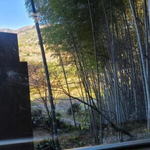 View of bamboo grove and hillside from Amakawa Ryokan window in Kawazu, Shizuoka